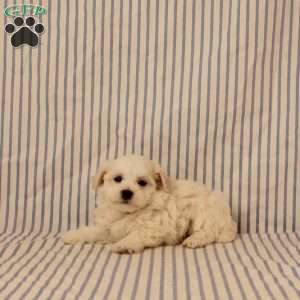 Nyland, Maltipoo Puppy
